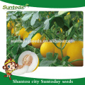 Suntoday oblong yellow rind white flesh xinjiang  japanese  vegetable hybrid melon seeds